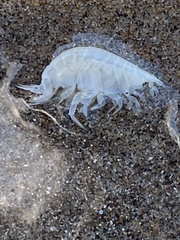 Haustorioidea