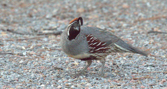 Callipepla gambelii