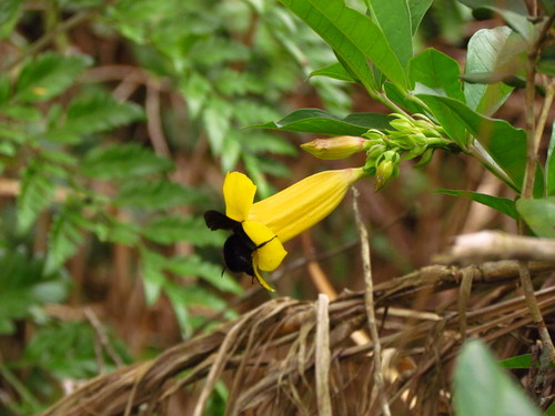 Allamanda schottii