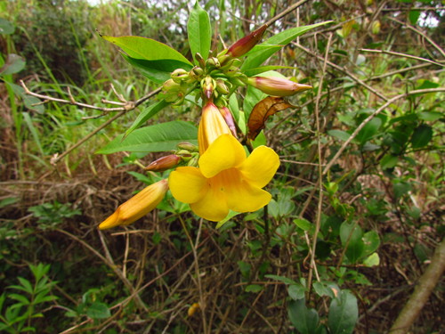 Allamanda schottii