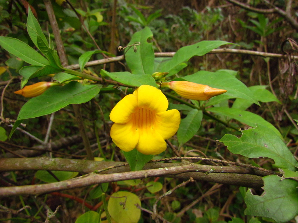 Allamanda schottii