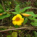 Flor de Mantequilla - Photo (c) Flora de Santa Catarina, algunos derechos reservados (CC BY-NC), subido por Flora de Santa Catarina