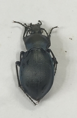 Carabus convexus