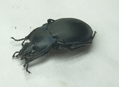 Carabus convexus