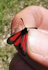 Zygaena brizae