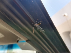 Acanthocephala alata