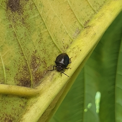 Discocephalinae