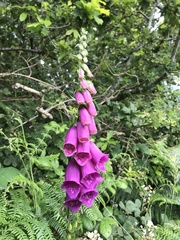 Digitalis purpurea