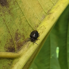 Discocephalinae