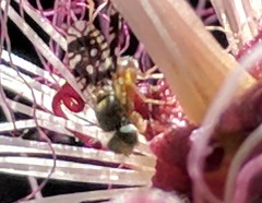 Euaresta bellula