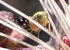 Euaresta bellula