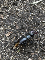 Lucanus cervus