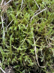 Brachythecium campestre