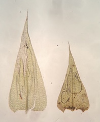 Brachythecium campestre