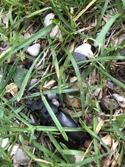 Lucanus cervus