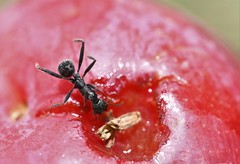 Aphaenogaster senilis