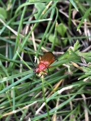 Rhagonycha fulva