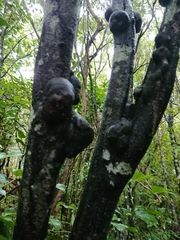 Pittosporaceae