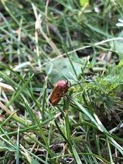 Rhagonycha fulva