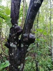 Pittosporaceae