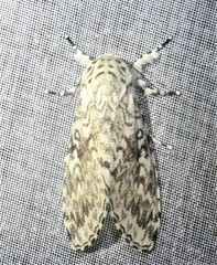 Lichnoptera