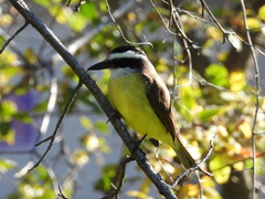 Pitangus sulphuratus