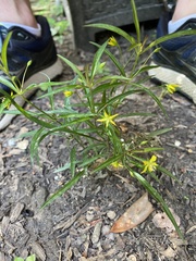 Lysimachia quadriflora