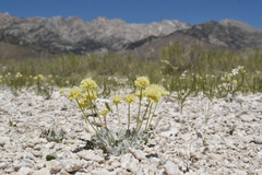 Eriogonum argophyllum