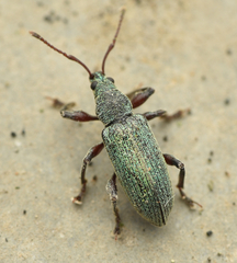 Phyllobius intrusus