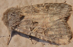 Spodoptera hipparis