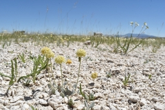 Eriogonum argophyllum