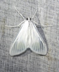 Palpita flegia