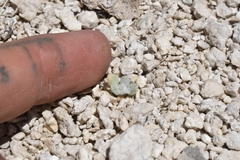 Eriogonum argophyllum