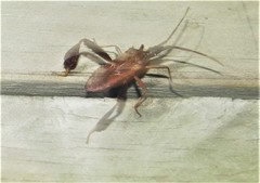 Leptoglossus crestalis