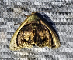 Lepidodes