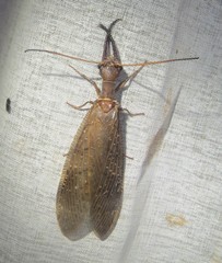 Corydalus peruvianus