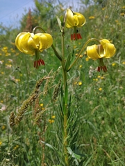 Lilium pyrenaicum