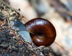 Glyptostoma gabrielense