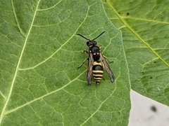 Hymenoptera