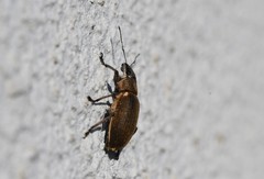 Brachyderes lusitanicus