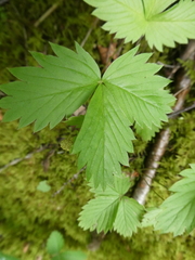 Fragaria vesca americana