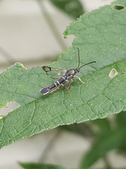 Synanthedon rhododendri
