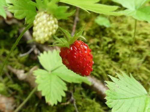 Fragaria vesca