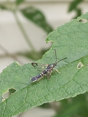 Synanthedon rhododendri