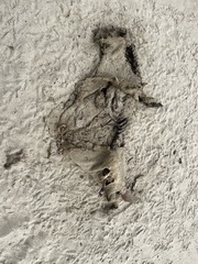 Phoca vitulina