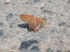 Aguna asander asander