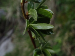 Salix alpina