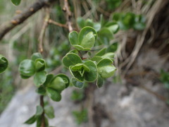 Salix alpina