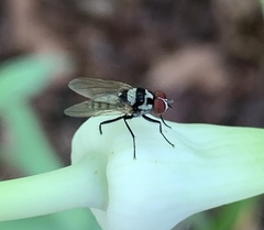 Anthomyia pluvialis
