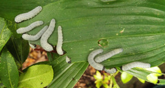 Macremphytus tarsatus